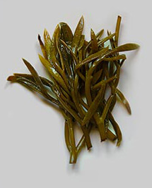 Κρίταμο Σύρου