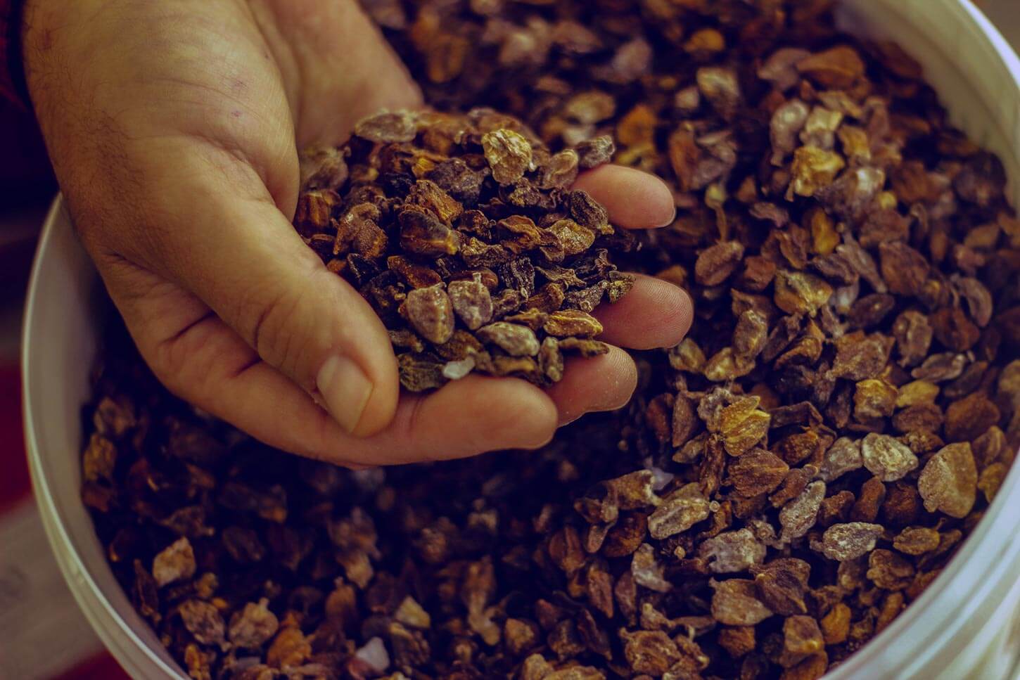 Ξερή κάπαρη